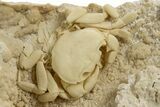 Fossil Crab (Potamon) Preserved in Travertine - Turkey #334790-1